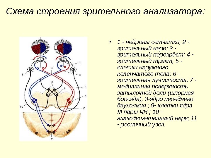 Схема строения зрительного анализатора:  • 1 - нейроны сетчатки; 2 - зрительный нерв;