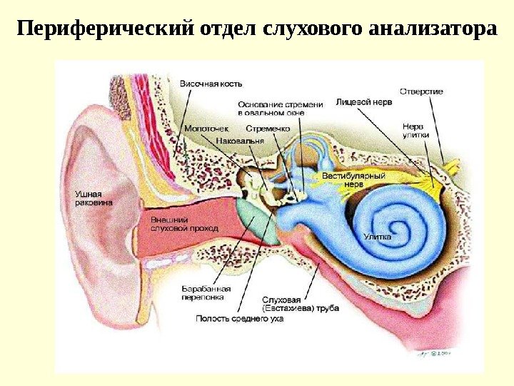 Периферический отдел слухового анализатора 