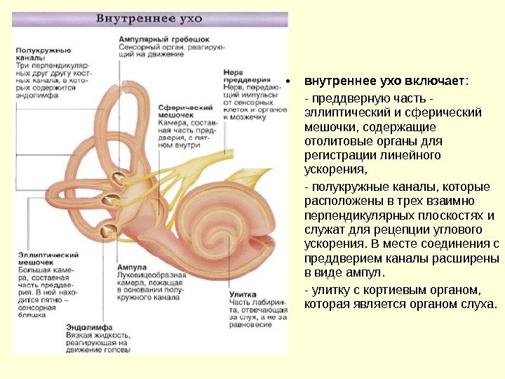  • внутреннее ухо включает :  - преддверную часть - эллиптический и сферический