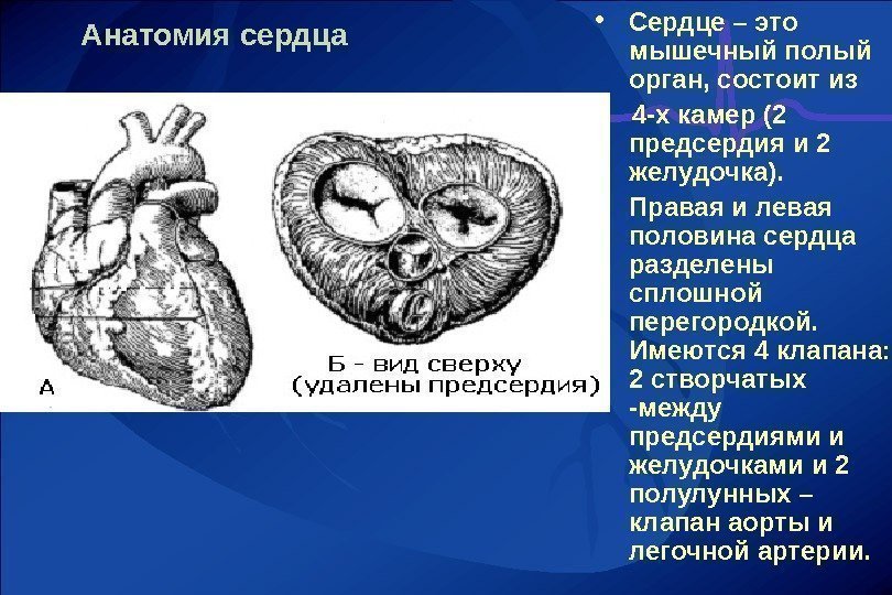 Анатомия сердца • Сердце – это мышечный полый орган, состоит из  4 -х