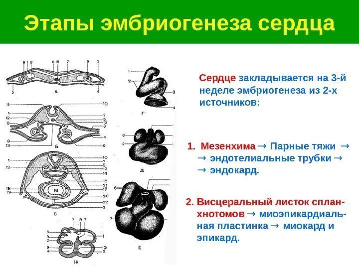   Этапы эмбриогенеза сердца 1. Мезенхима  Парные тяжи   эндотелиальные трубки