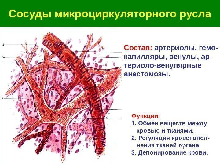   Сосуды микроциркуляторного русла Состав:  артериолы, гемо- капилляры, венулы, ар- териоло-венулярные анастомозы.