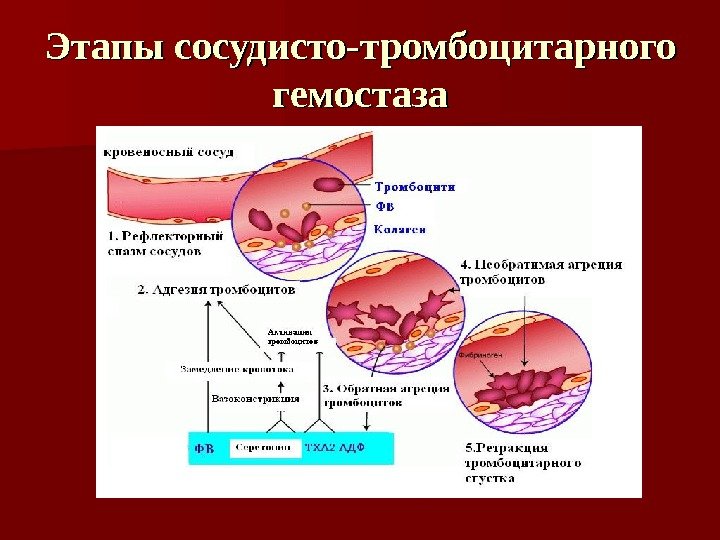 Этапы сосудисто-тромбоцитарного гемостаза 