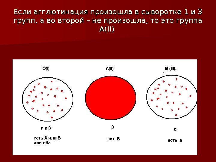 Если агглютинация произошла в сыворотке 1 и 3 групп, а во второй – не