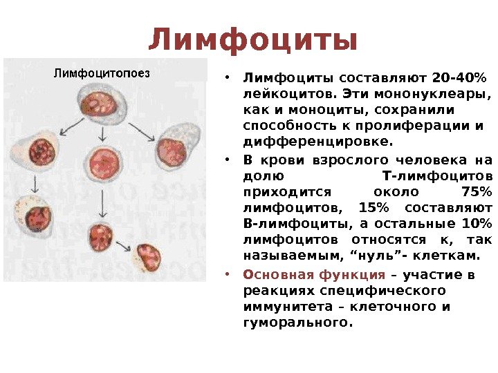 Лимфоциты • Лимфоциты  составляют 20 -40 лейкоцитов. Эти мононуклеары,  как и моноциты,