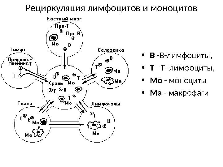 Рециркуляция лимфоцитов и моноцитов • В -В-лимфоциты,  • Т - Т- лимфоциты, 
