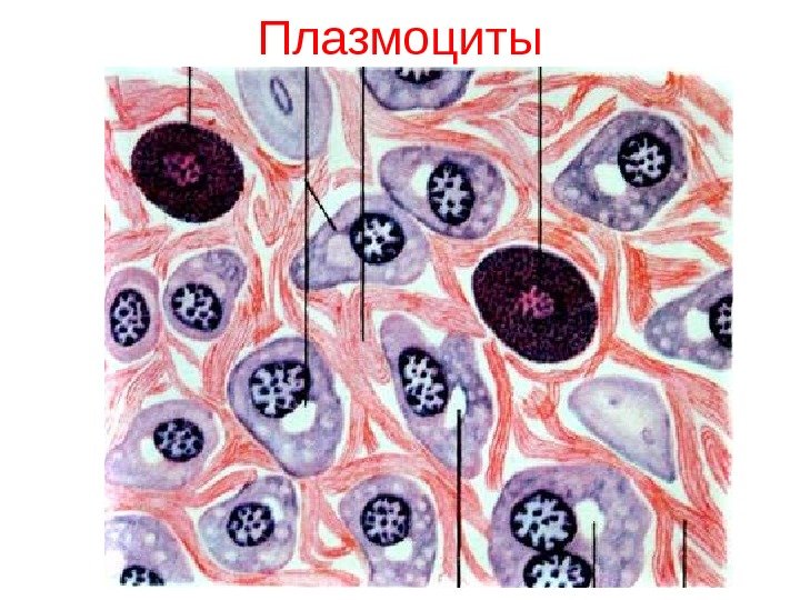   Плазмоциты 