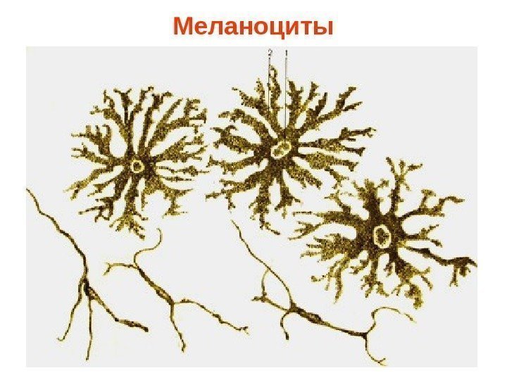   Меланоциты 