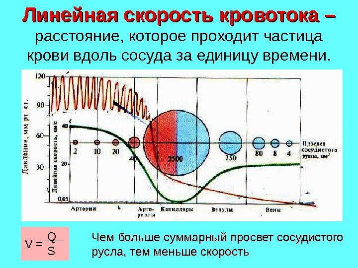 Линейная скорость кровотока –  расстояние, которое проходит частица крови вдоль сосуда за единицу