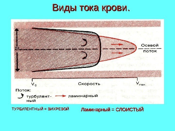 Виды тока крови. Ламинарный = СЛОИСТЫЙТУРБУЛЕНТНЫЙ = ВИХРЕВОЙ 