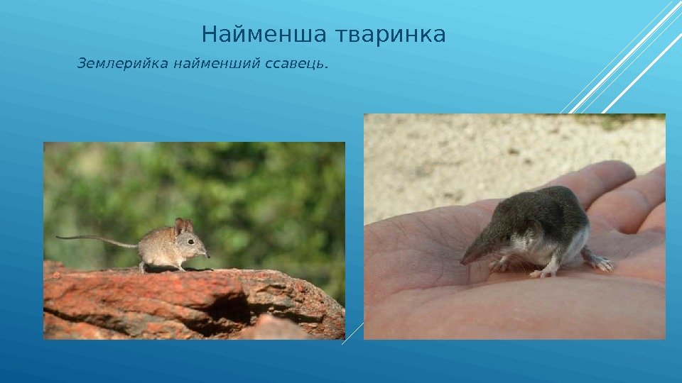 Найменша тваринка Землерийка найменший ссавець. 