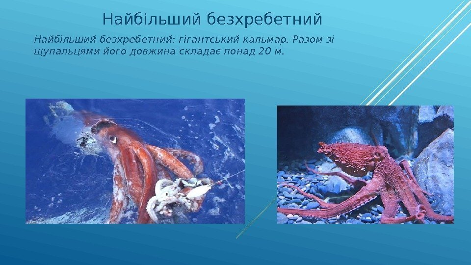 Найбільший безхребетний: гігантський кальмар. Разом зі щупальцями його довжина складає понад 20 м. 