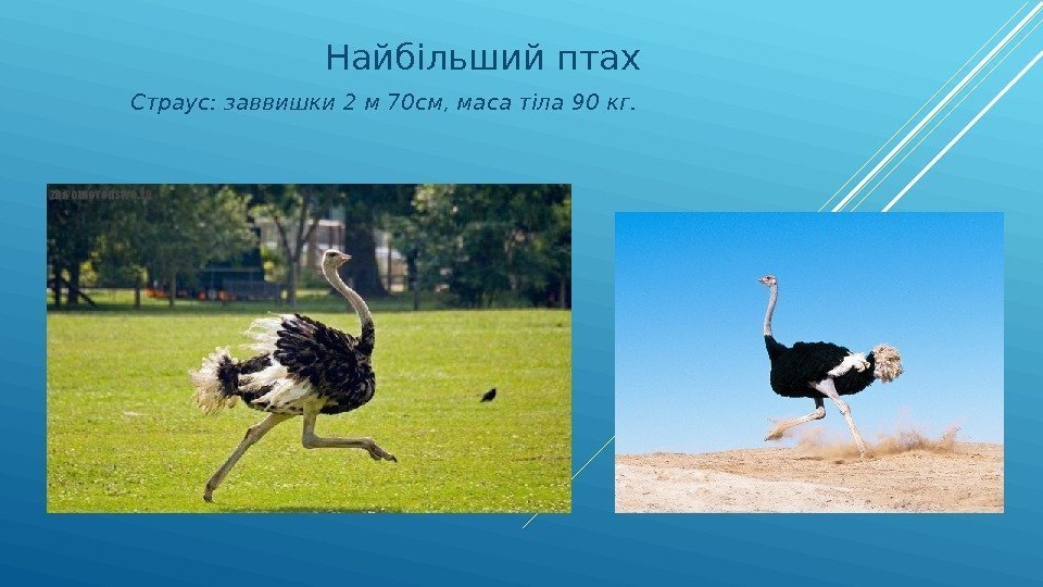 Найбільший птах Страус: заввишки 2 м 70 см, маса тіла 90 кг. 