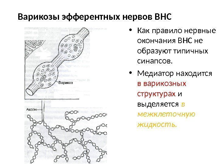 Варикозы эфферентных нервов ВНС  • Как правило нервные окончания ВНС не образуют типичных