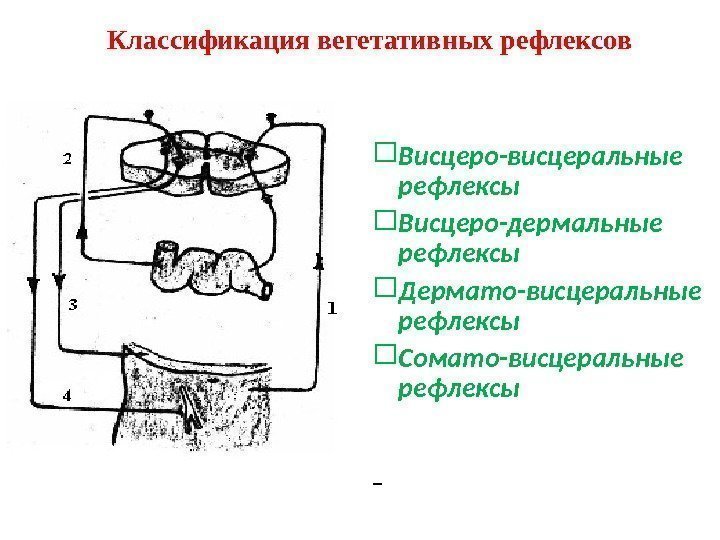   Классификация вегетативных рефлексов  Висцеро-висцеральные рефлексы  Висцеро-дермальные рефлексы  Дермато-висцеральные рефлексы