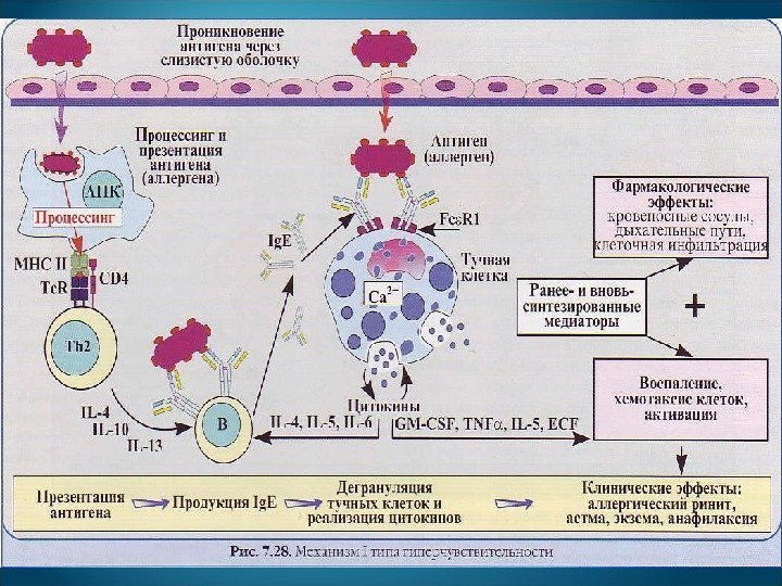 Аллергия это состояние повышенной чувствительности