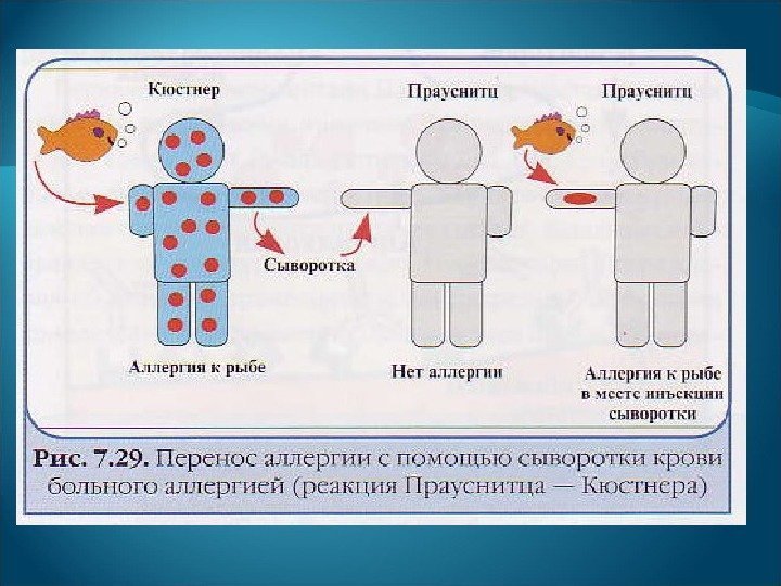 Аллергия это состояние повышенной чувствительности