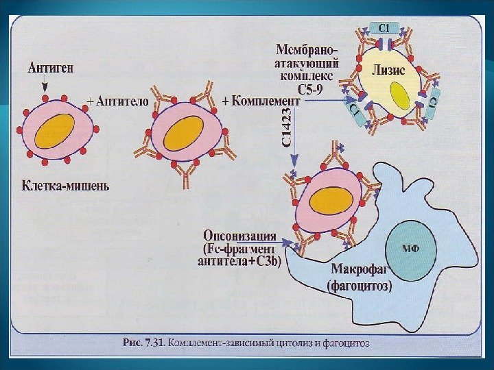 Аллергия это состояние повышенной чувствительности