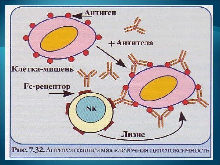 Аллергия это состояние повышенной чувствительности