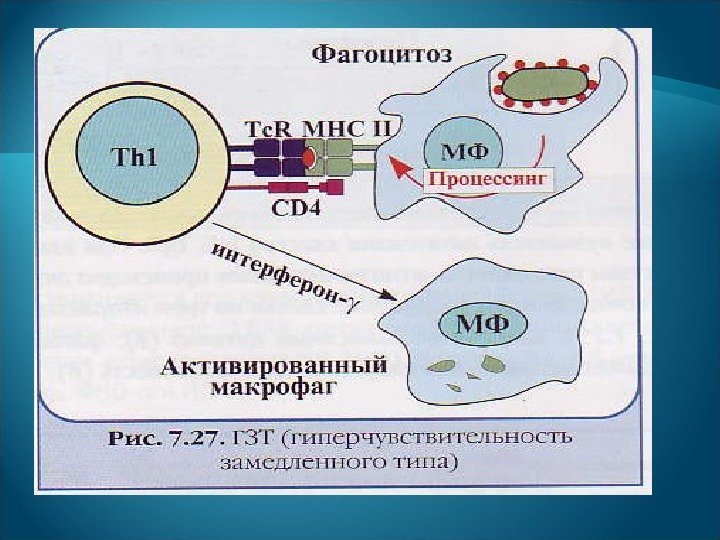 Аллергия это состояние повышенной чувствительности