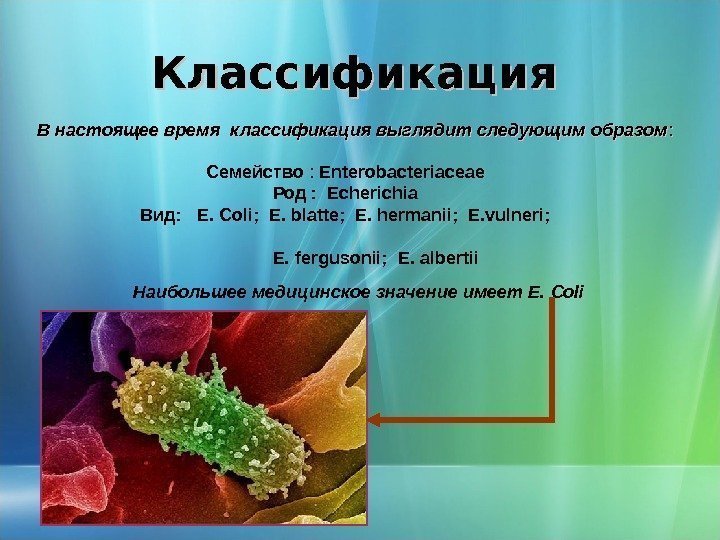 Классификация Семейство  :  Enterobacteriaceae Род :  Echerichia Вид :  E.