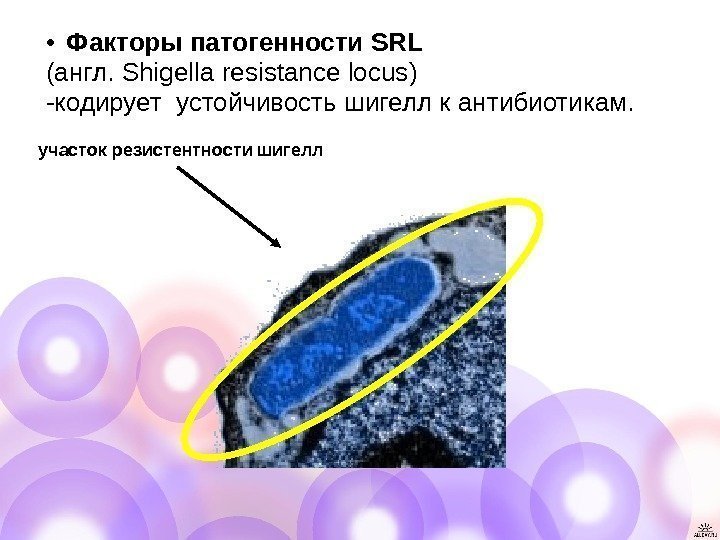   • Факторы патогенности SRL (англ.  Shigella resistance locus ) -кодирует устойчивость