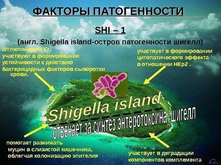   ФАКТОРЫ ПАТОГЕННОСТИ SHI – 1  (англ.  Shigella island -остров патогенности