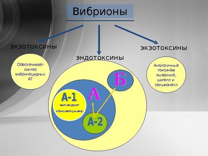 Вибрионы экзотоксины Обеспечивает синтез вибриноцидных АТ Аналогичные токсинам эшерихий, шигелл и сальмонеллэндотоксины Активирует аденилатциклазу