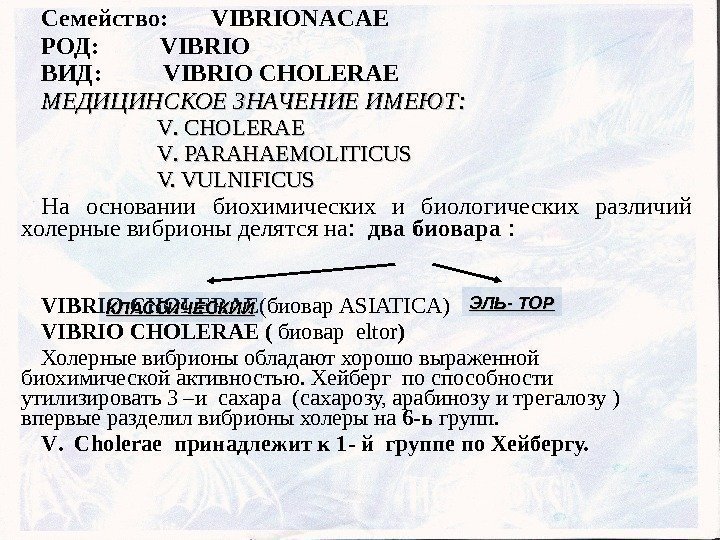 Семейство:   VIBRIONACAE РОД:  VIBRIO ВИД:  VIBRIO CHOLERAE МЕДИЦИНСКОЕ ЗНАЧЕНИЕ ИМЕЮТ: