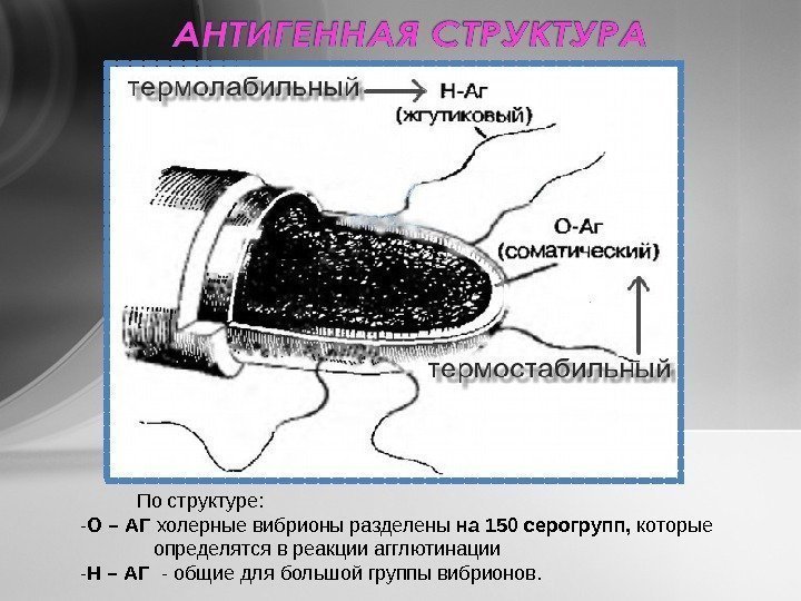   По структуре: - О – АГ холерные вибрионы разделены на 150 