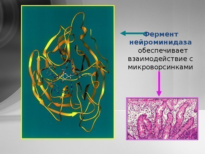 Фермент  нейроминидаза обеспечивает взаимодействие с микроворсинками 