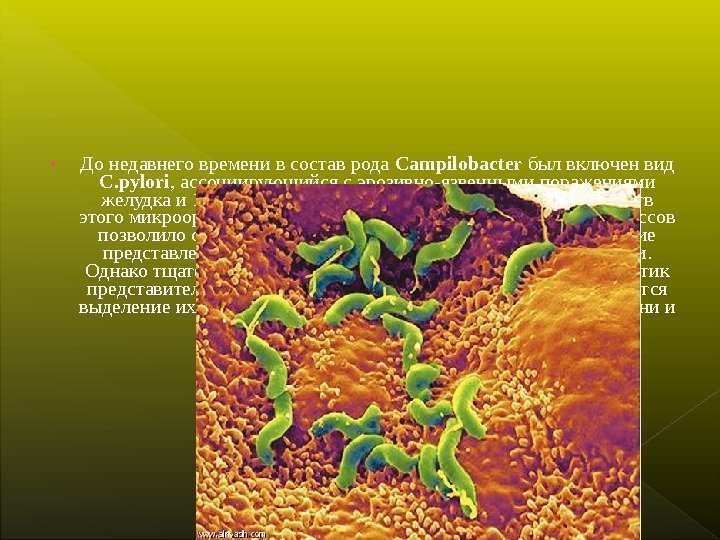  • До недавнего времени в состав рода Campilobacter был включен вид C. pylori