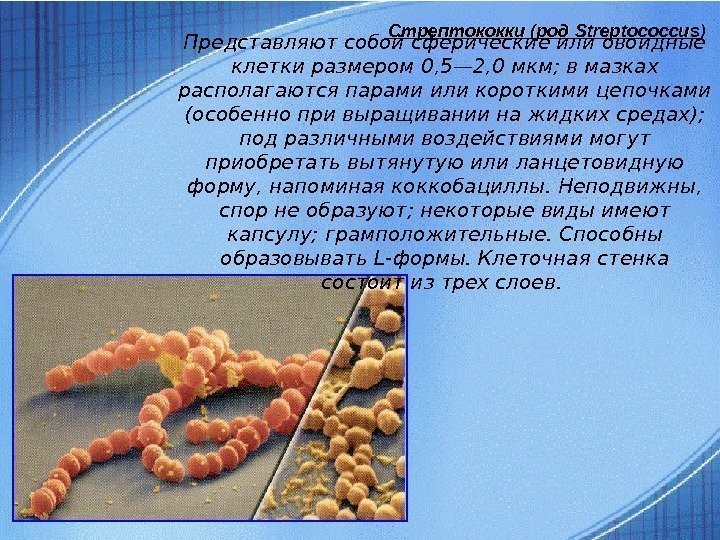 Стрептококки (род Streptococcus ) Представляют собой сферические или овоидные клетки размером 0, 5— 2,