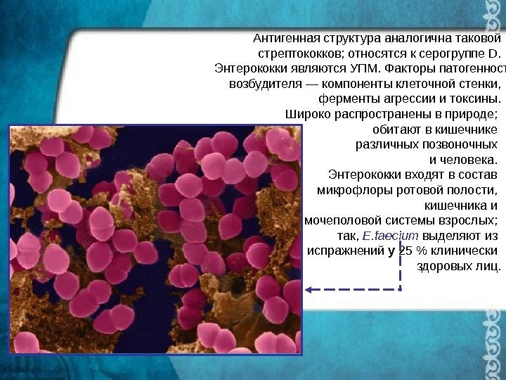 Антигенная структура  аналогична таковой стрептококков; относятся к серогруппе D.  Энтерококки являются УПМ.