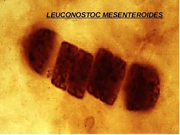 LEUCONOSTOC MESENTEROIDES.  