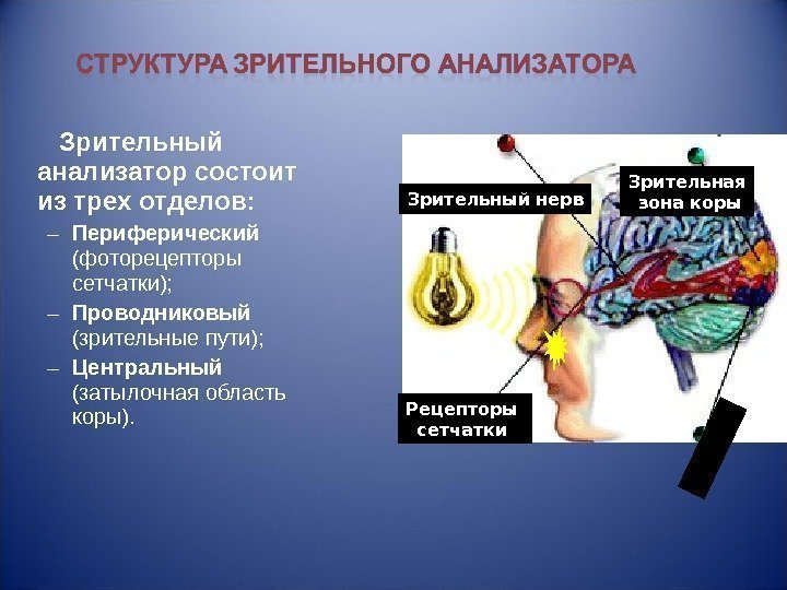   Зрительный анализатор состоит из трех отделов: – Периферический (фоторецепторы сетчатки); – Проводниковый