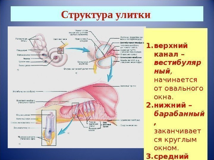 Структура улитки 1. верхний канал – вестибуляр ный , начинается от овального окна. 