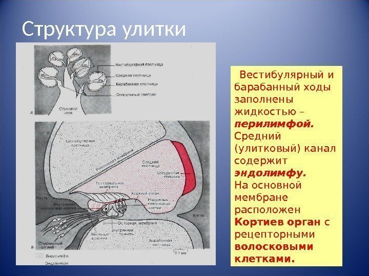 Структура улитки  Вестибулярный и барабанный ходы  заполнены жидкостью – перилимфой.  Средний