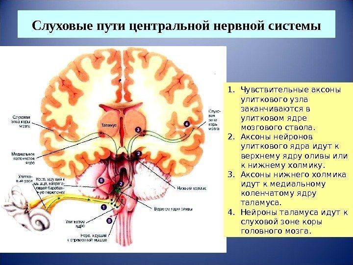 Слуховые пути центральной нервной системы 1. Чувствительные аксоны улиткового узла заканчиваются в улитковом ядре