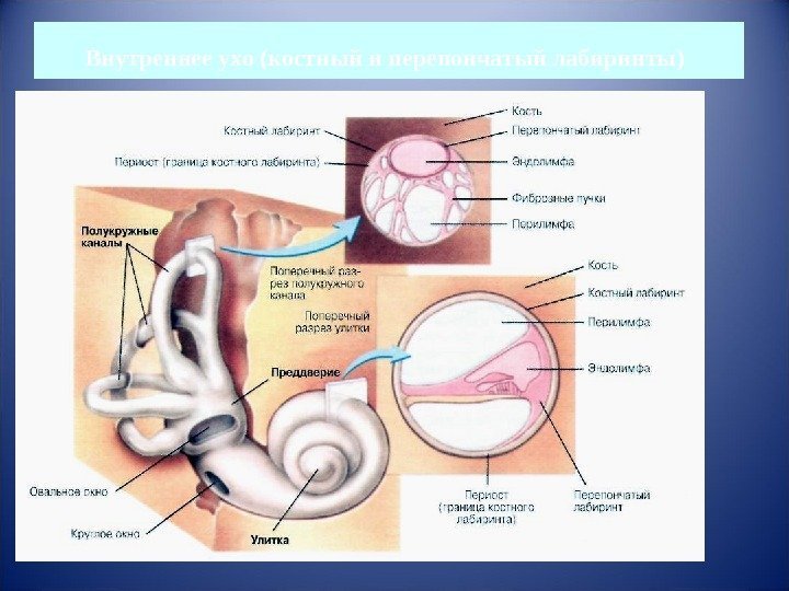 Внутреннее ухо (костный и перепончатый лабиринты)  