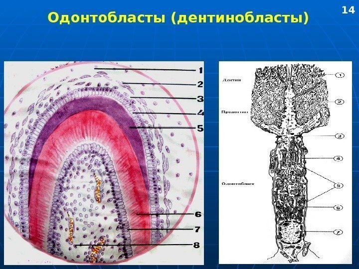   Одонтобласты (дентинобласты) 14 