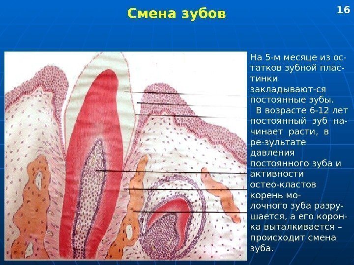   Смена зубов На 5 -м месяце из ос- татков зубной плас- тинки