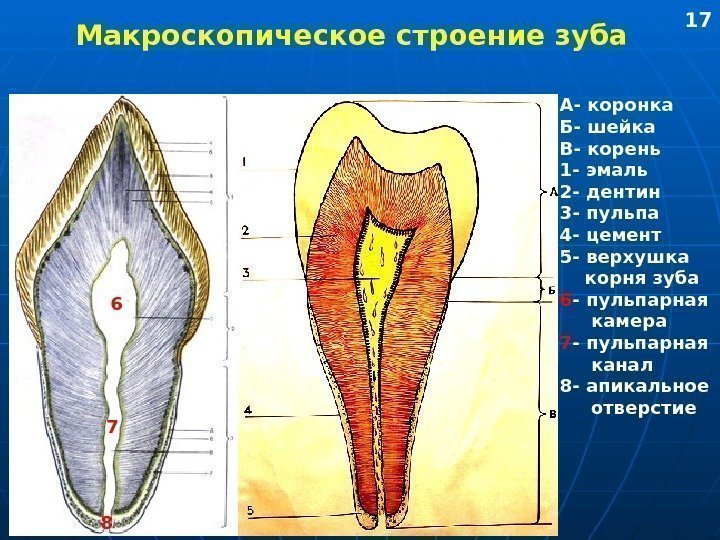   Макроскопическое строение зуба А- коронка Б- шейка В- корень 1 - эмаль
