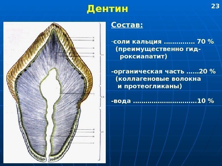   Дентин Состав: - соли кальция …………… 70   (преимущественно гид- роксиапатит)