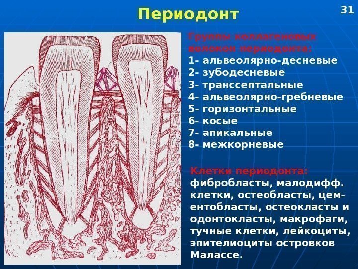   Периодонт Группы коллагеновых волокон периодонта: 1 - альвеолярно-десневые 2 - зубодесневые 3