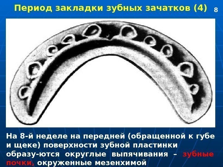   Период закладки зубных зачатков (4) На 8 -й неделе на передней (обращенной