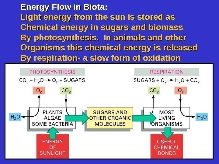 Energy Flow in Biota: Light energy from the sun is stored as Chemical energy