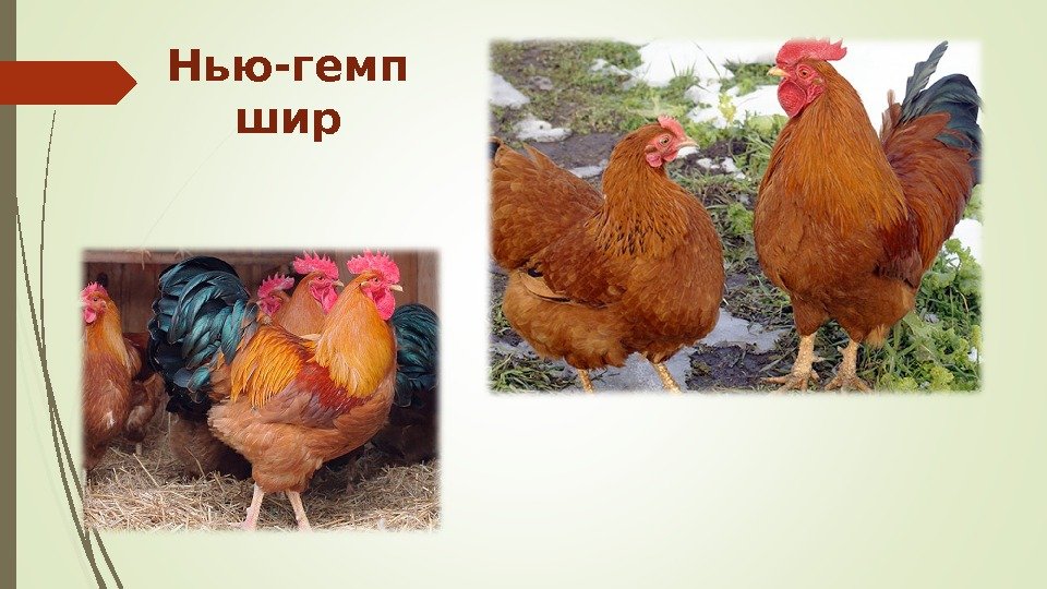 Нью-гемп шир   