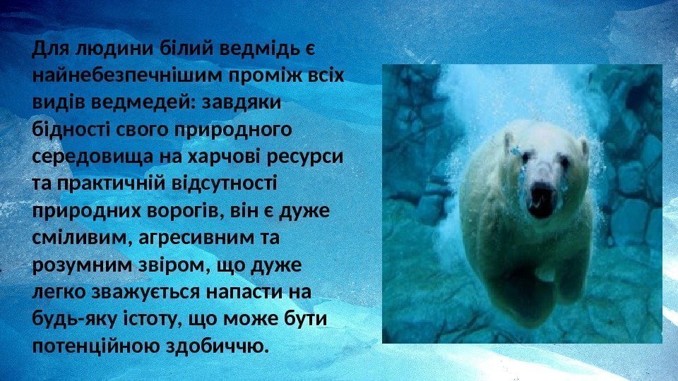 Для людини білий ведмідь є найнебезпечнішим проміж всіх видів ведмедей: завдяки бідності свого природного