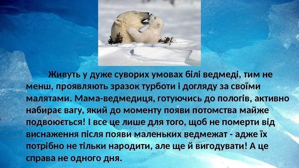   Живуть у дуже суворих умовах білі ведмеді, тим не менш, проявляють зразок